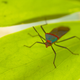 Illustration for article titled Shooting Challenge: Bugs 3